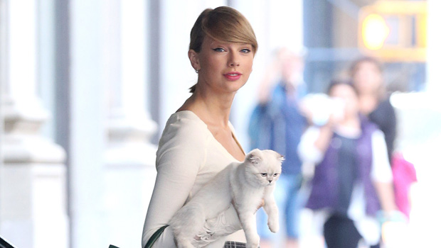 National Cat Day: See Taylor Swift & A lot more Stars Cuddling Up To Their Sweet Kitties