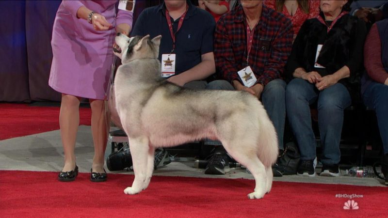 Siberian Husky wins Best in Show at 2020 Beverly Hills Dog Show