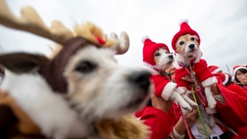 World’s first Christmas song for dogs released