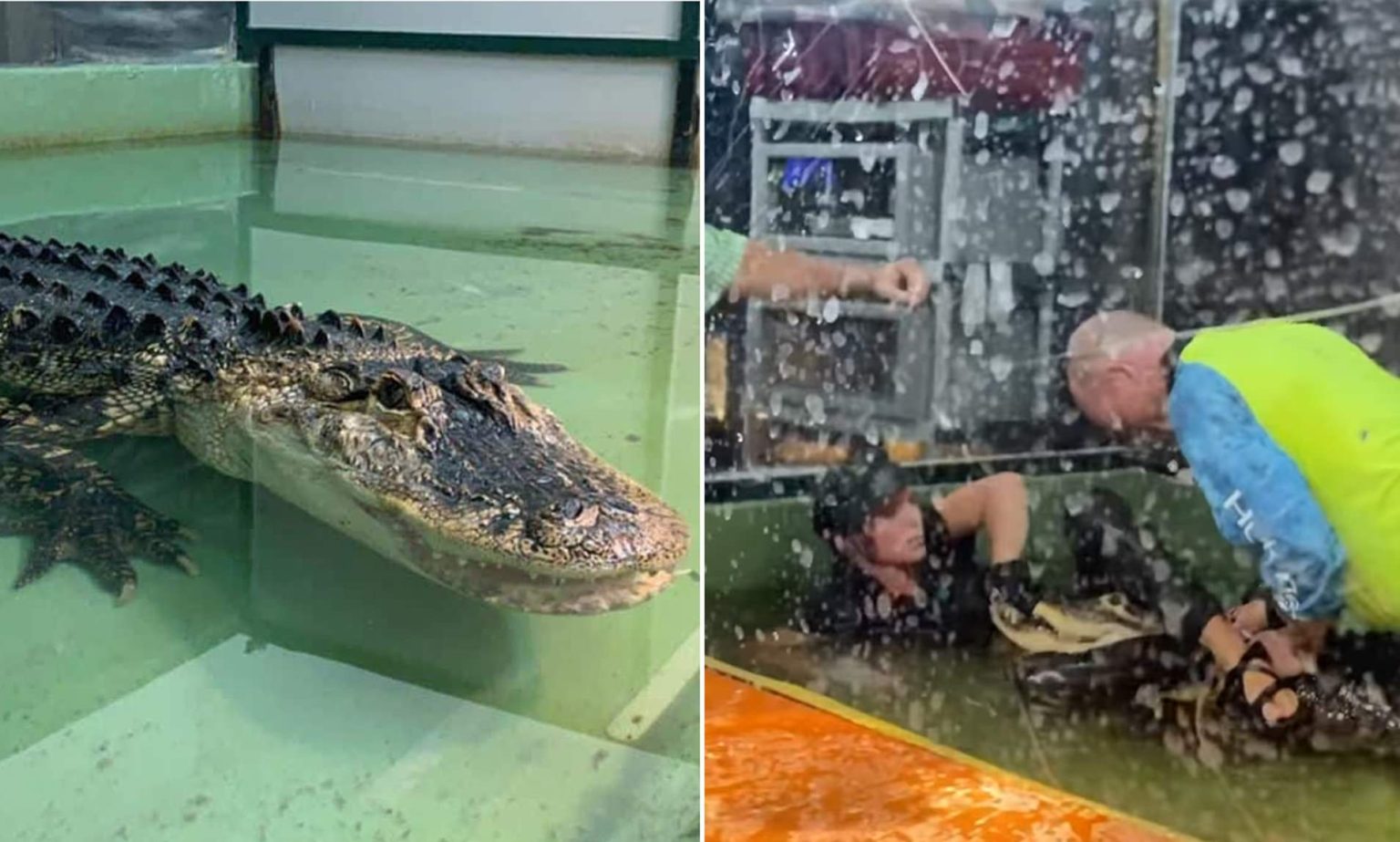 Women Animal trainer saved in alligator attack after bystander leaps on ...