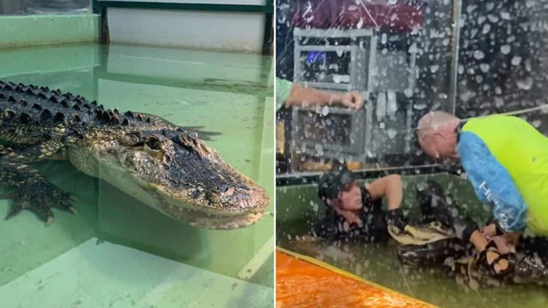 Women Animal trainer saved in alligator attack after bystander leaps on reptile’s back